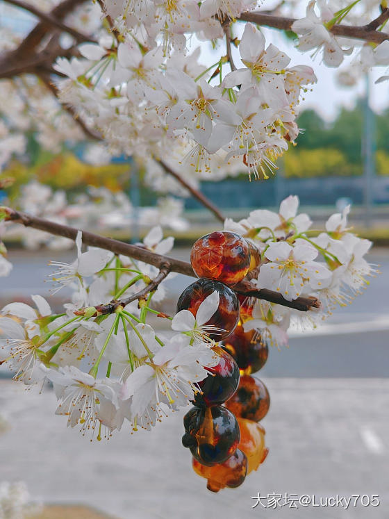 散步的路途中，遇见一棵漂亮的樱花树🌸_生活闲聊