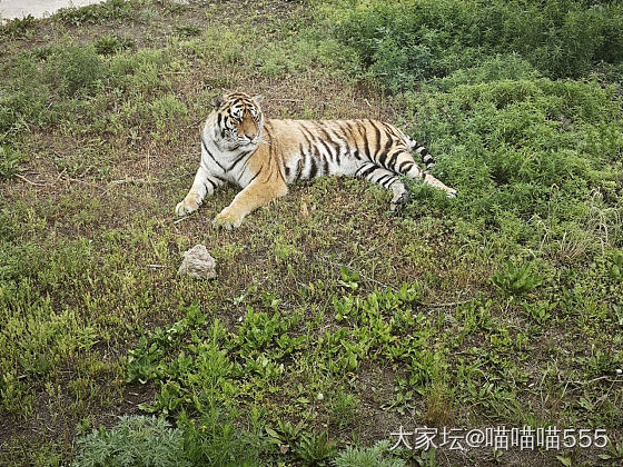 东北虎林园，雪博会，抗洪纪念塔，松花江冰娱，滨州铁路桥，Ф姎大街，索菲亚大教堂_旅游闲聊