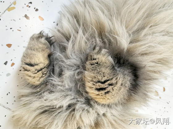 猜猜我是谁_猫