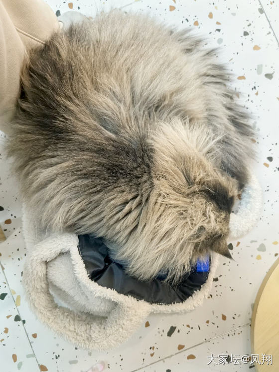 猜猜我是谁_猫