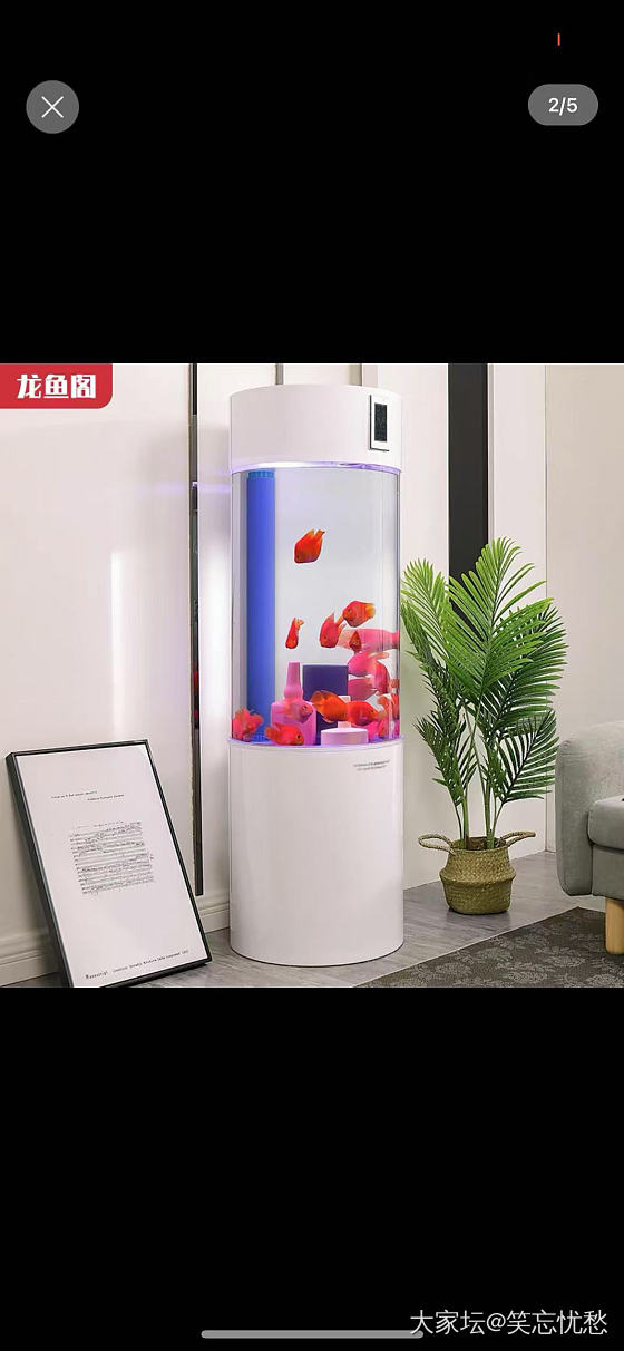 新手，这种鱼缸适合养什么鱼呢，干干净净的什么装饰都不放会好看吗_水族类