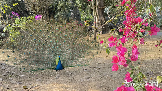 芒市公园里的石头、孔雀和木头_旅游