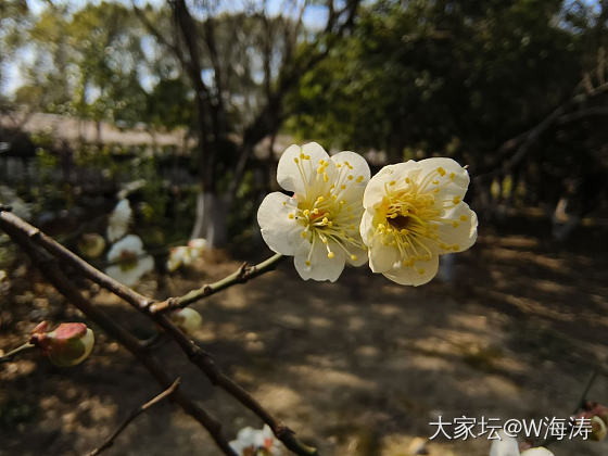 赏梅_花