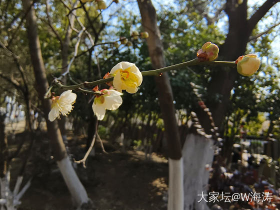 赏梅_花