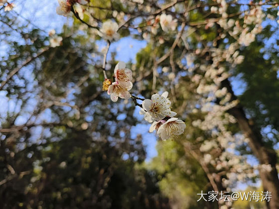 赏梅_花