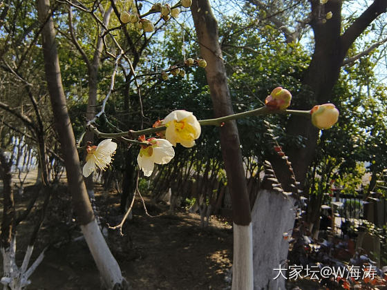 赏梅_花