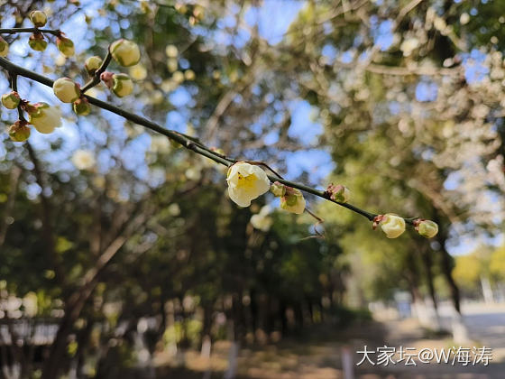赏梅_花