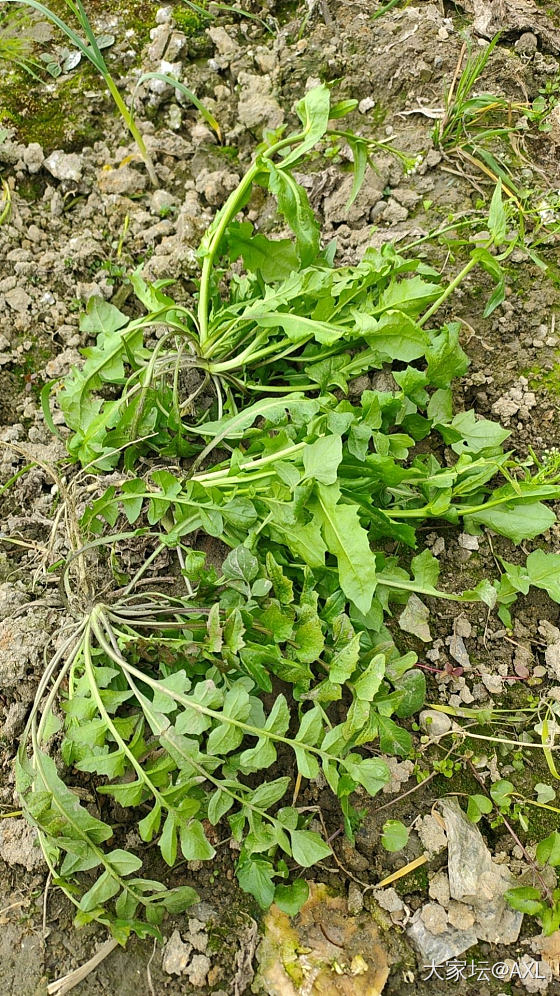 挖荠菜_美食