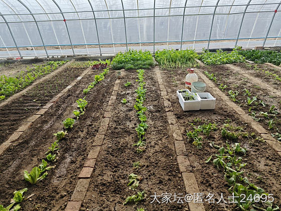 作为一个农民我竟然想高价租地种菜_菜园闲聊