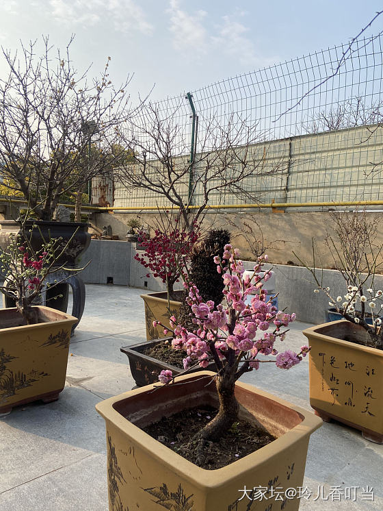 墙角数枝梅……为有暗香来_花