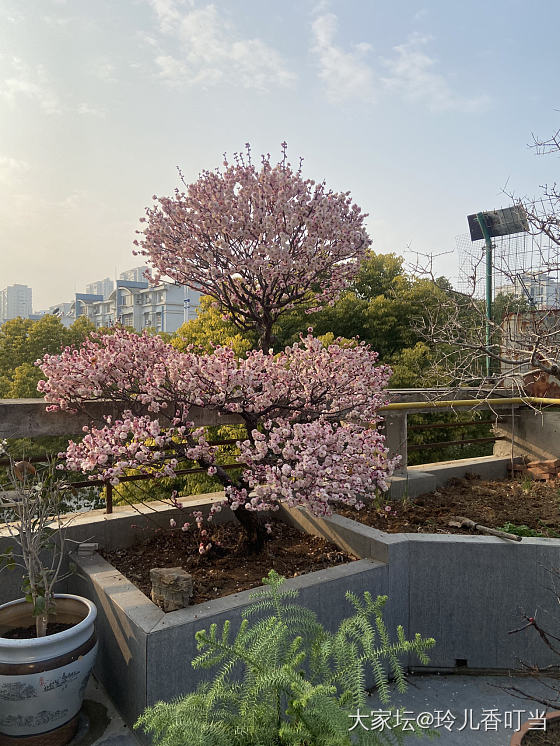 墙角数枝梅……为有暗香来_花