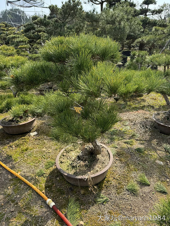 一天狂奔搞定了所有花园植物_植物