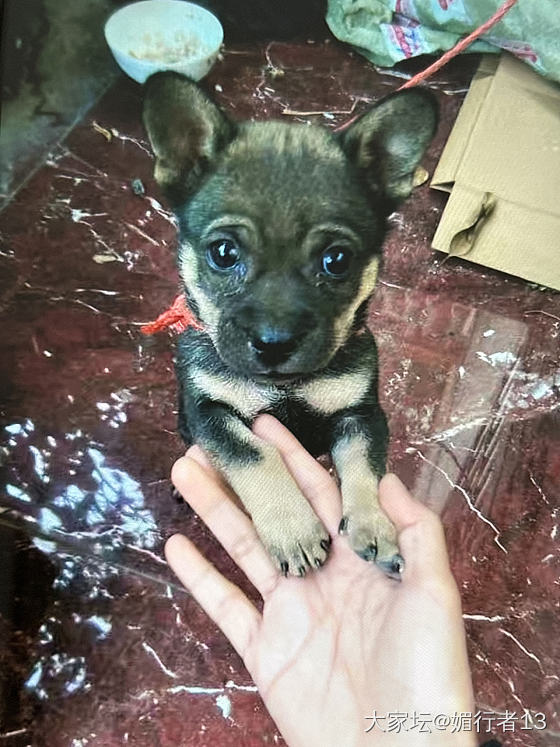 小可爱们_狗