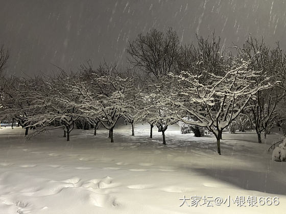 是大雪来了_景色