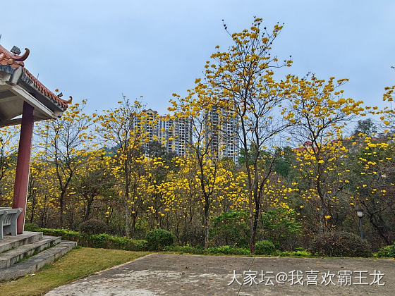 也去看黄风铃花了_旅游