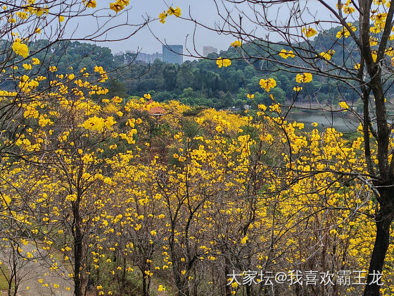 也去看黄风铃花了_旅游