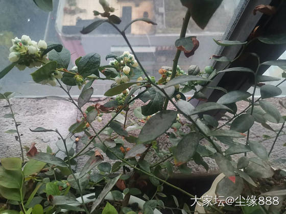 今年竟然可以蓝莓自由了_水果闲聊