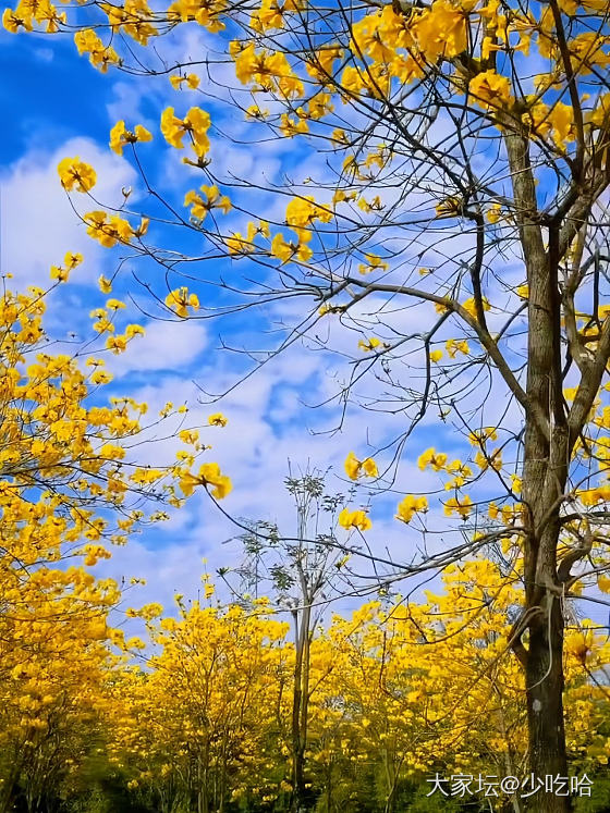花城_花