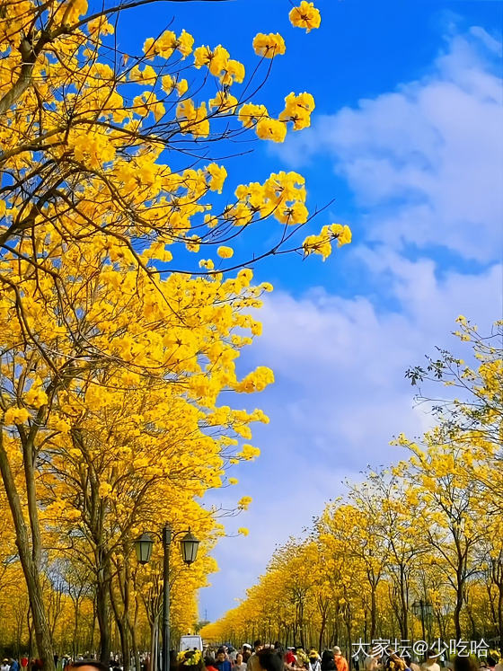 花城_花