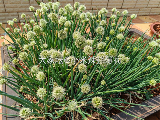 春天花会开 葱花也算_花