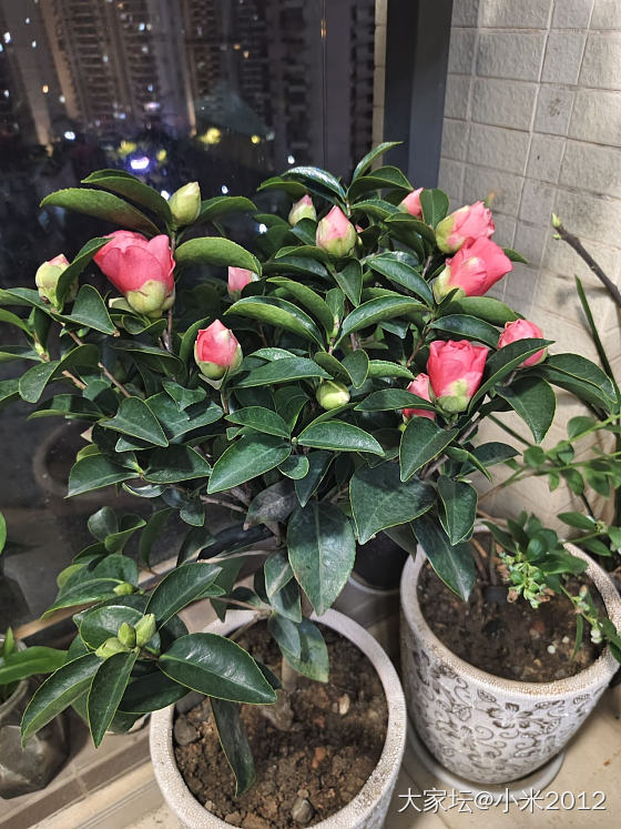30元买的茶花_植物