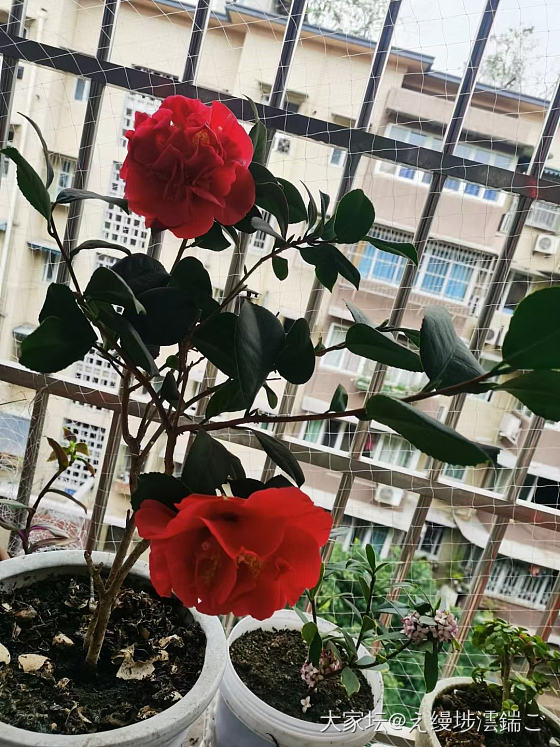 30元买的茶花_植物