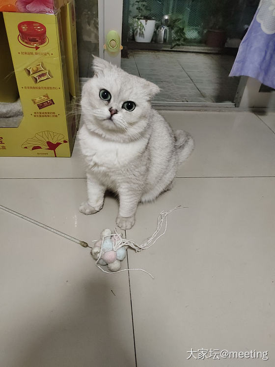 猫和她的阿贝贝_猫
