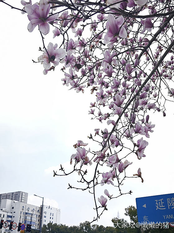 白玉缀枝头，无绿也无愁_植物