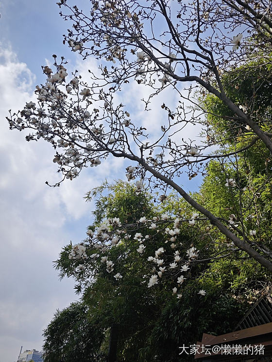 白玉缀枝头，无绿也无愁_植物