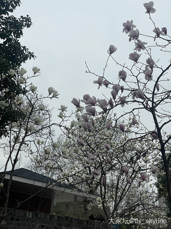 白玉缀枝头，无绿也无愁_植物
