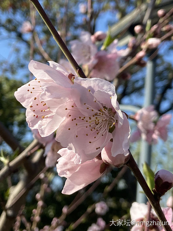 踏春_植物