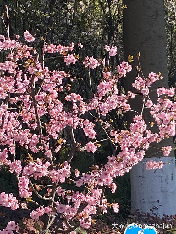 踏春_植物