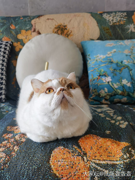 手机摄影：为1000只流浪动物拍一张照片_猫