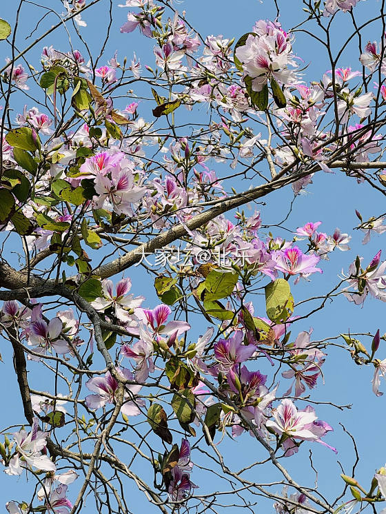 春天的浪漫都是花花给的_花