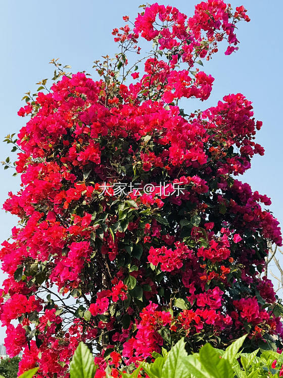 春天的浪漫都是花花给的_花