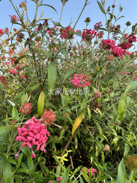 春天的浪漫都是花花给的_花