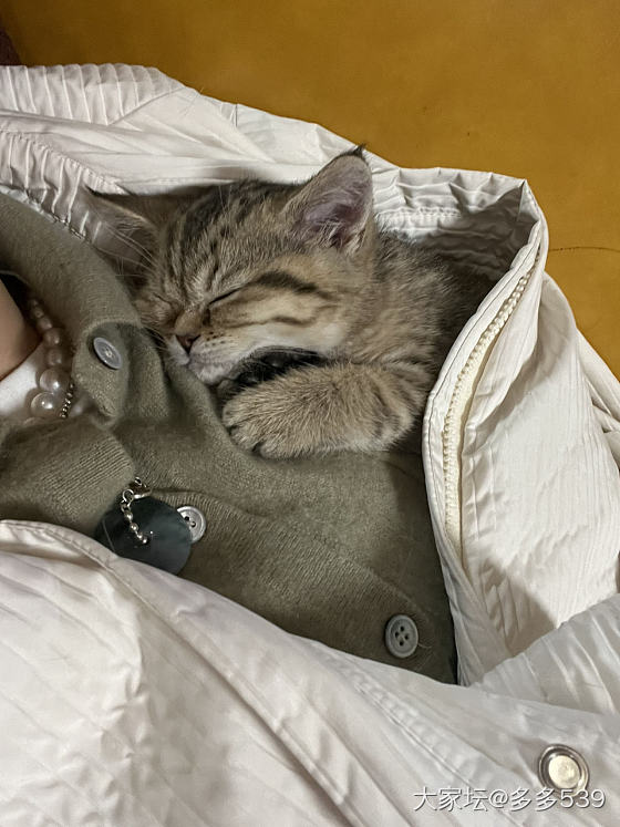 真的好乖喔😘_猫