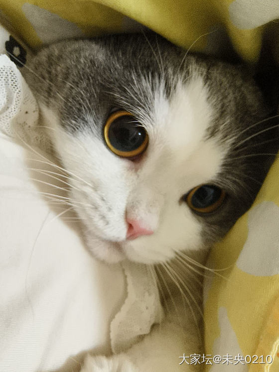 古德奈特～_宠物
