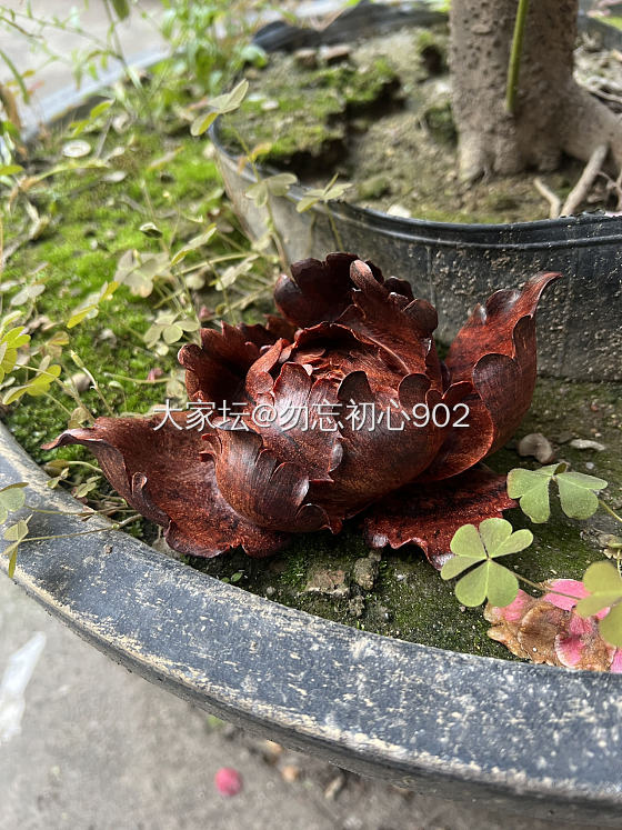 花开富贵_植物
