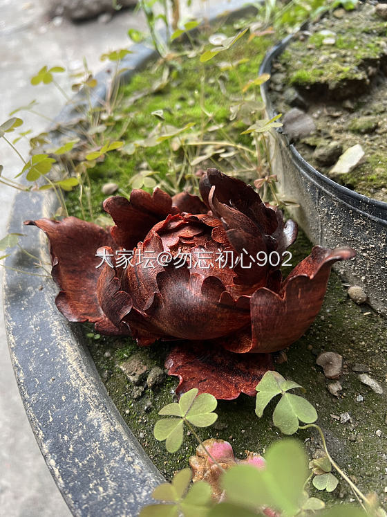 花开富贵_植物