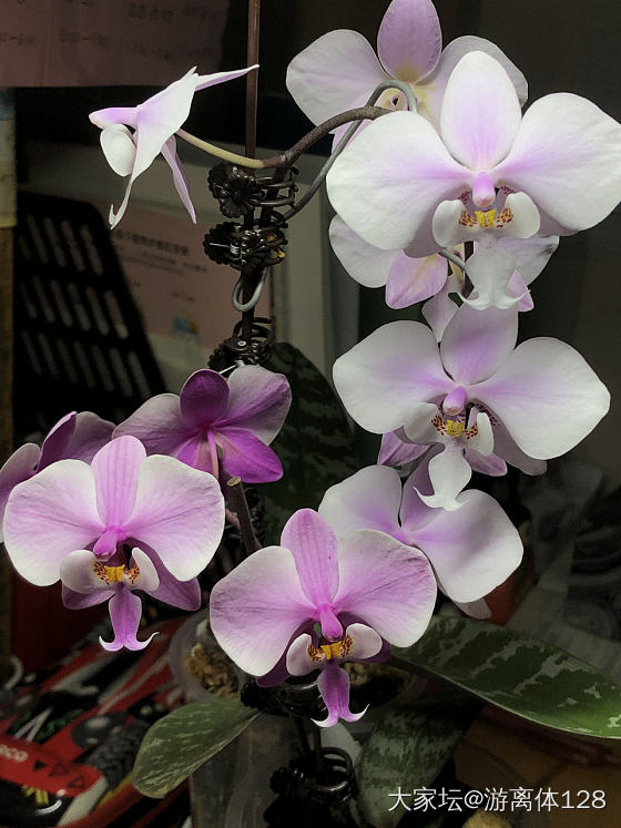 今年第一波蝴蝶兰_花