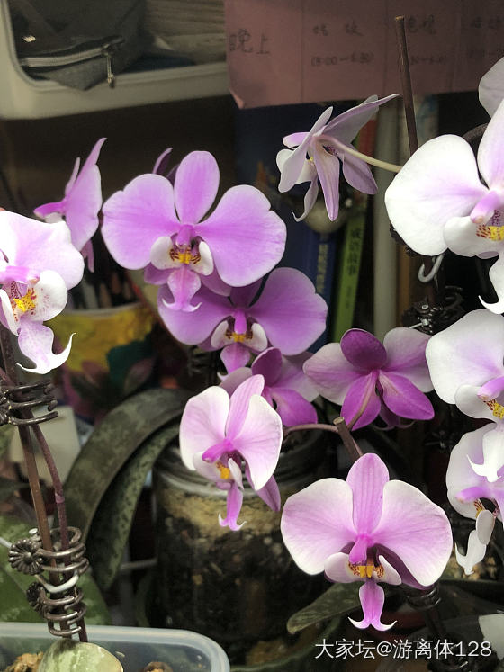 今年第一波蝴蝶兰_花
