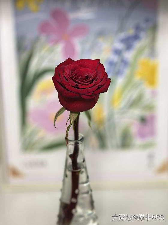 玫坚强🌹_花