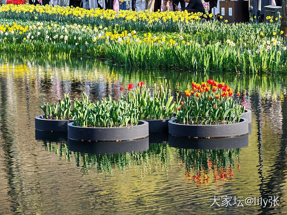 西湖美景三月天，来看花呀🥰_旅游
