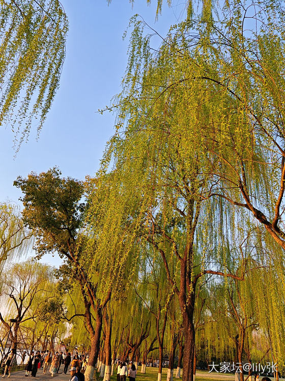 西湖美景三月天，来看花呀🥰_旅游