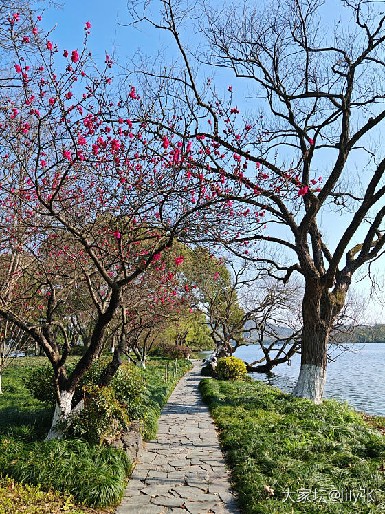 西湖美景三月天，来看花呀🥰_旅游