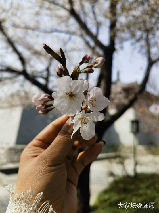 春_植物