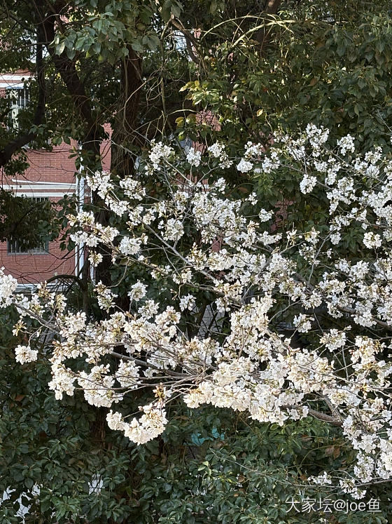 春天真好  在家赏花_花