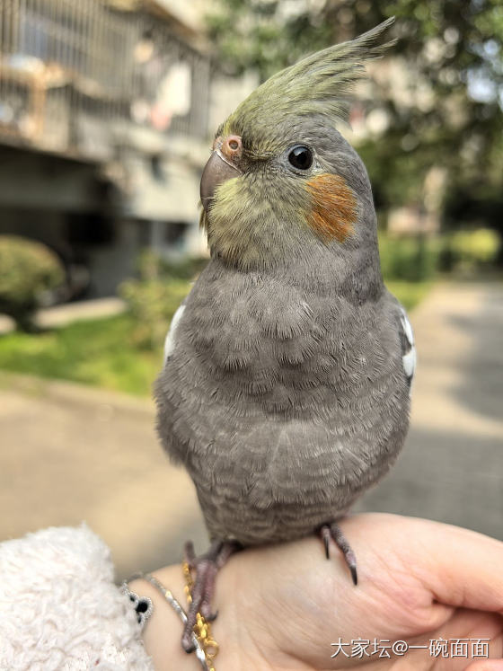 介绍一下我的鸟_鸟