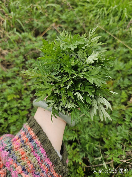 路过油菜花田，顺便摘艾草_植物生活和田玉